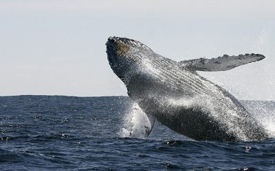 Rey de los maoríes de Nueva Zelandia pide dar derechos humanos a las ballenas: «Los cantos se vuelven más débiles»