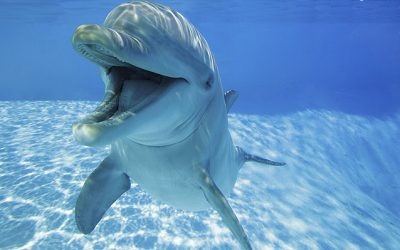 Comprueban que los delfines «sonríen» cuando juegan entre ellos y evitan que sus interacciones se confundan con una agresión