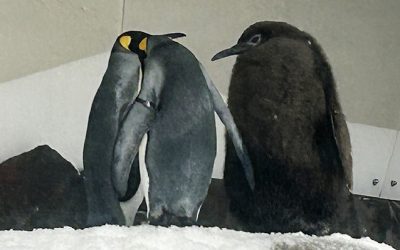 Fotos y video: Polluelo de pingüino rey asombra a visitantes de acuario australiano por su enorme tamaño y peso