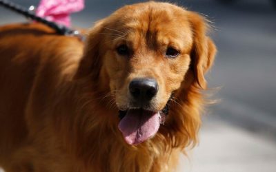 Refugio de perros en Viña del Mar solicita ayuda ante la posibilidad de quedarse sin electricidad