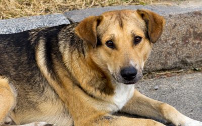 ¿Conoces las ventajas de adoptar a un quiltro?