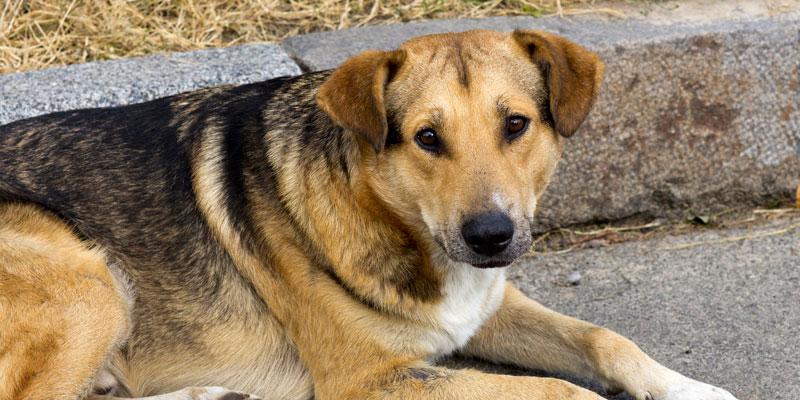 ¿Conoces las ventajas de adoptar a un quiltro?