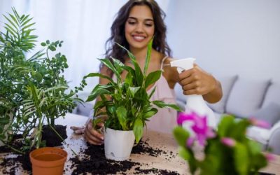 9 consejos básicos para mantener las plantas de interior sanas y fuertes