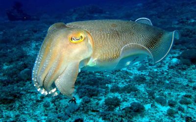 Cuatro países de la región piden a organismo internacional acelerar proceso en la gestión de la jibia para evitar su colapso