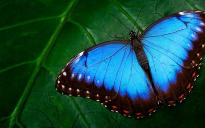 Población de mariposas en EE.UU. ha disminuido 22% desde 2000: «Nos dicen que la salud del continente no está tan bien»