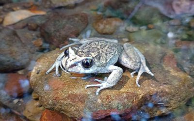 Redescubren en La Araucanía especie de rana desaparecida por más de 130 años