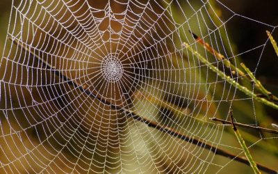 Arañas de rincón: cómo identificarlas y qué hacer en caso de mordedura